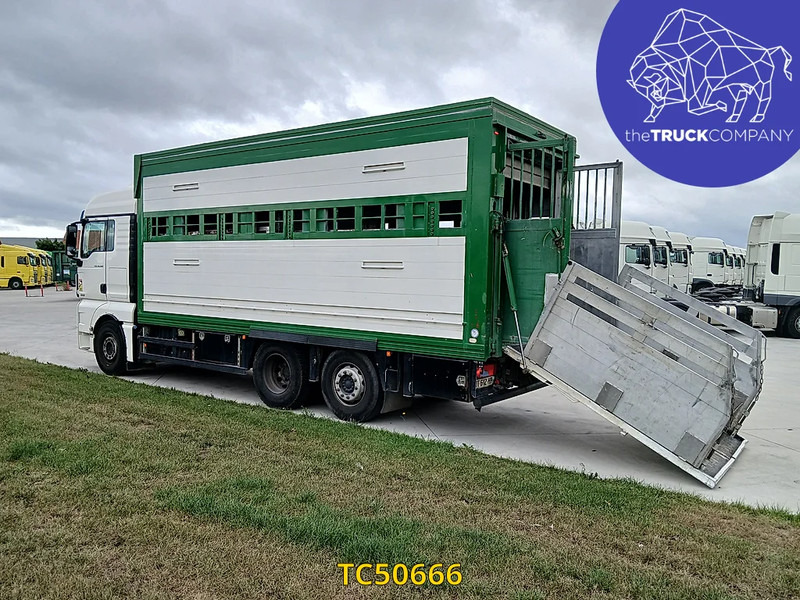 MAN TGX 460 - Přepravník zvířat: obrázok 3 MAN TGX 460 - Přepravník zvířat: obrázok 3