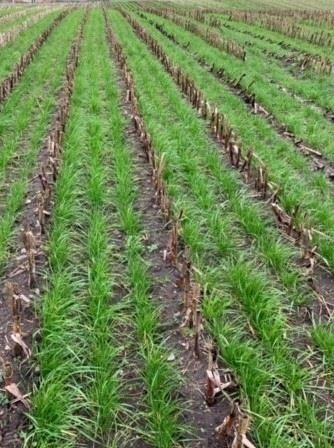 Gaspardo ***CropSeed*** Frøudstyr til radrenser - Posklizňové stroj: obrázok 5 Gaspardo ***CropSeed*** Frøudstyr til radrenser - Posklizňové stroj: obrázok 5