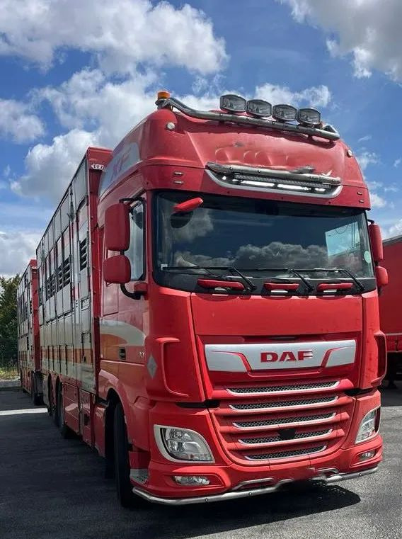 DAF XF 530 + Przyczepa Pezzaoli - 3X Trzoda, 2 X Bydło I 3 poziomy I Podnoszony dach I Hydroburta I Osie Skrętne I Poidła I Wentylatory I Pilot Manualny | - Přepravník zvířat: obrázok 1 DAF XF 530 + Przyczepa Pezzaoli - 3X Trzoda, 2 X Bydło I 3 poziomy I Podnoszony dach I Hydroburta I Osie Skrętne I Poidła I Wentylatory I Pilot Manualny | - Přepravník zvířat: obrázok 1