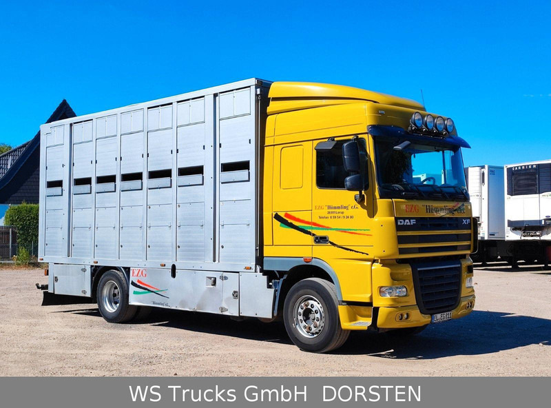 DAF XF410 Menke Doppelstock - Přepravník zvířat: obrázok 4 DAF XF410 Menke Doppelstock - Přepravník zvířat: obrázok 4