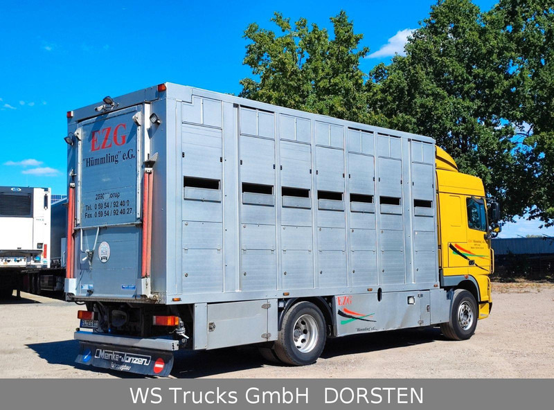 DAF XF410 Menke Doppelstock - Přepravník zvířat: obrázok 5 DAF XF410 Menke Doppelstock - Přepravník zvířat: obrázok 5